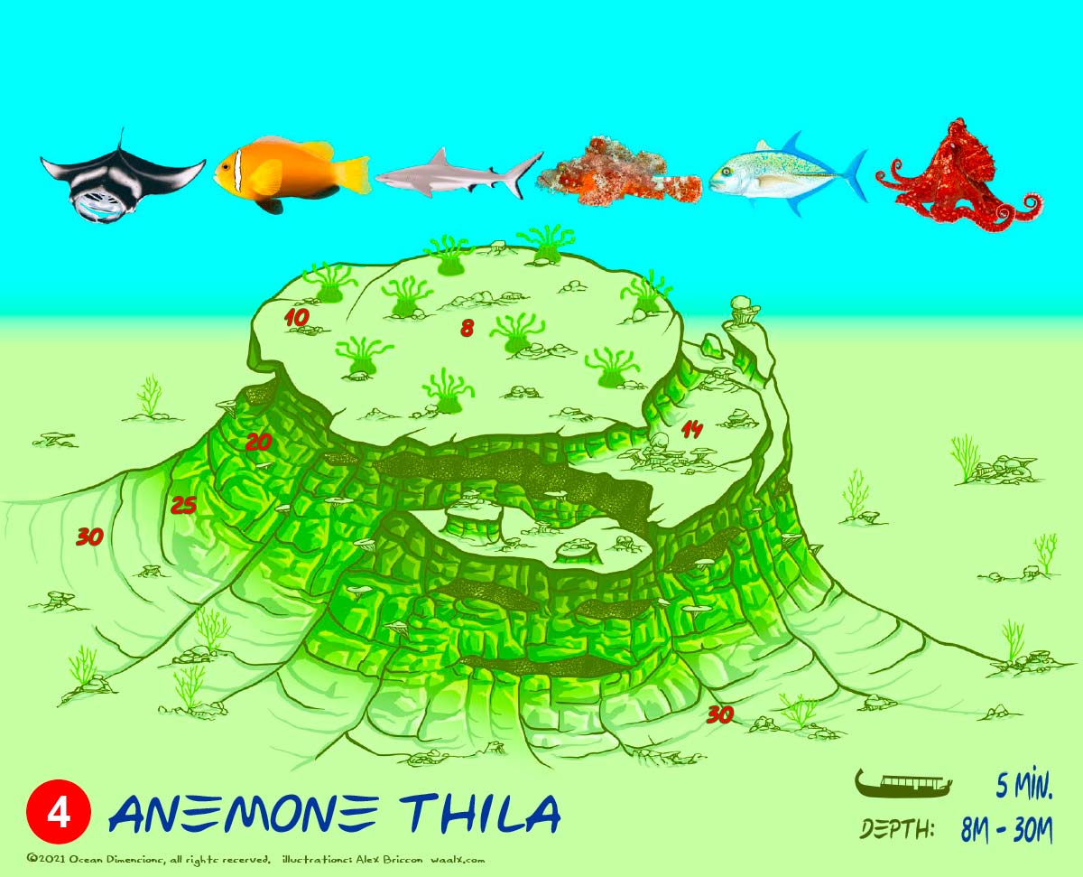 Anemone Thila