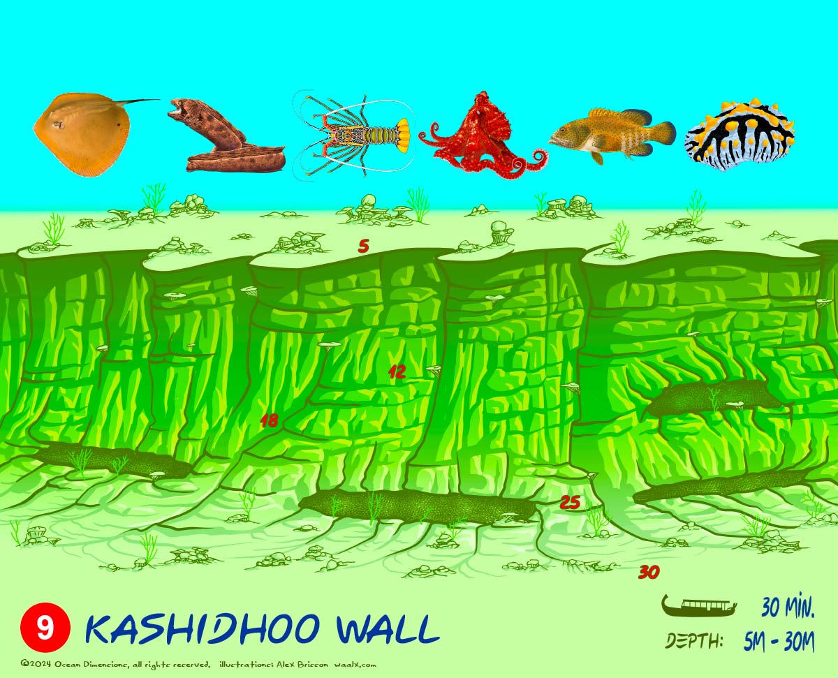 Kashidhoo Wall