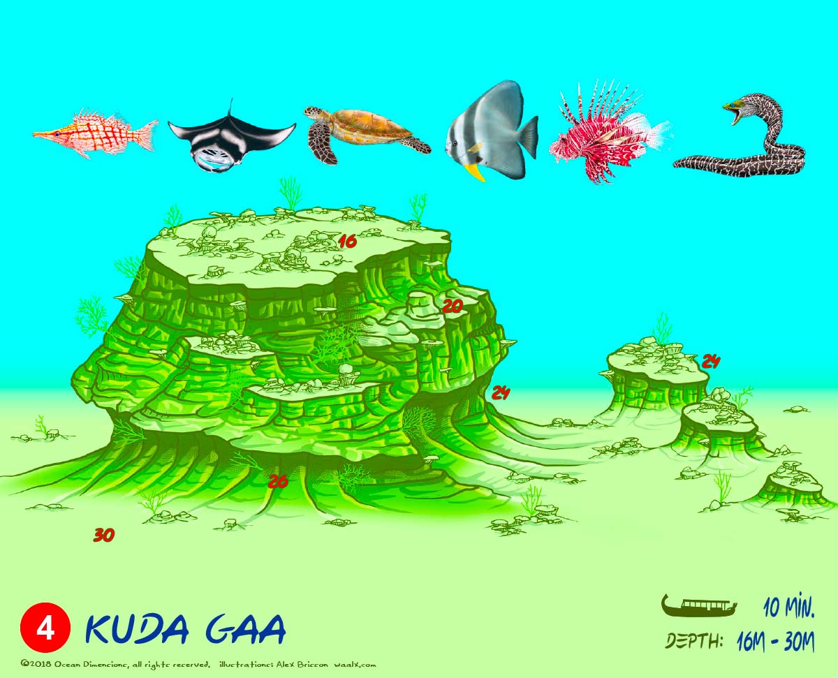 Kuda Gaa