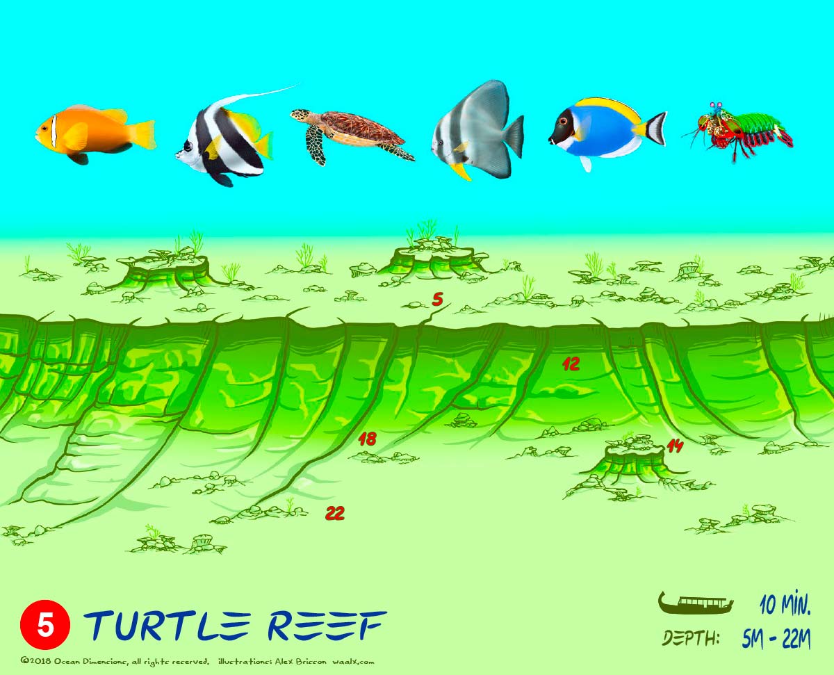 Turtle Reef
