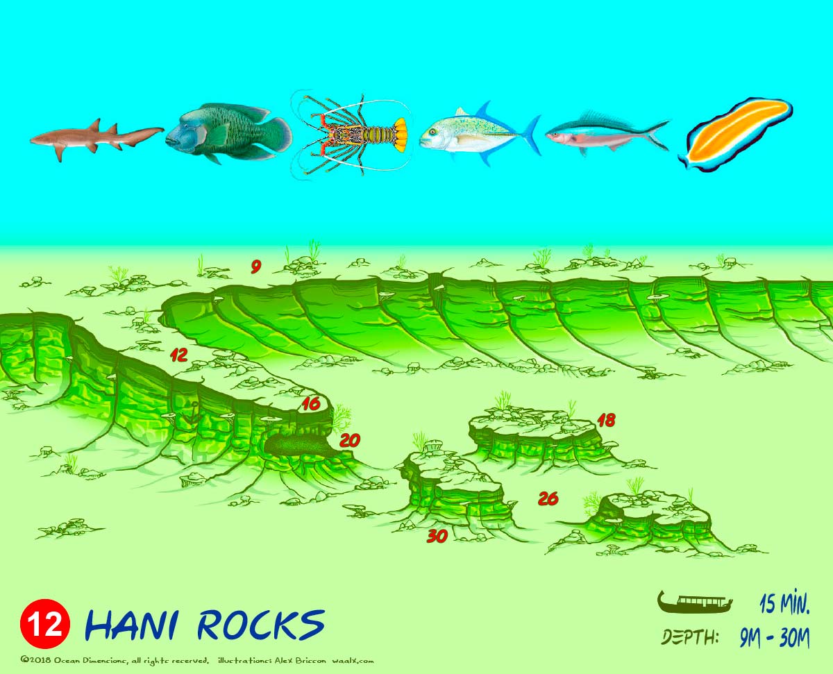 Hani Rocks
